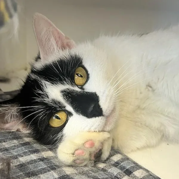 An adult medium-sized female White Domestic Short Hair cat named Minnie for adoption in Manassas, VA