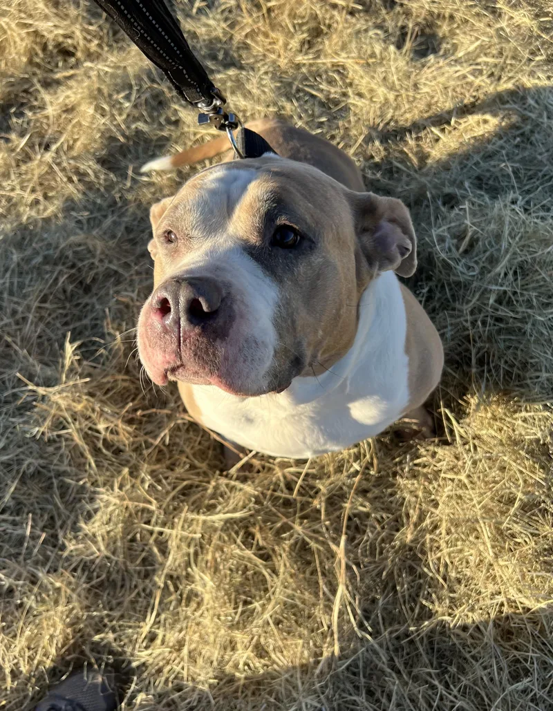 An adult large-sized female Yellow / Tan / Blond / Fawn American Bulldog dog named Big Momma Lady for adoption in Anna, TX