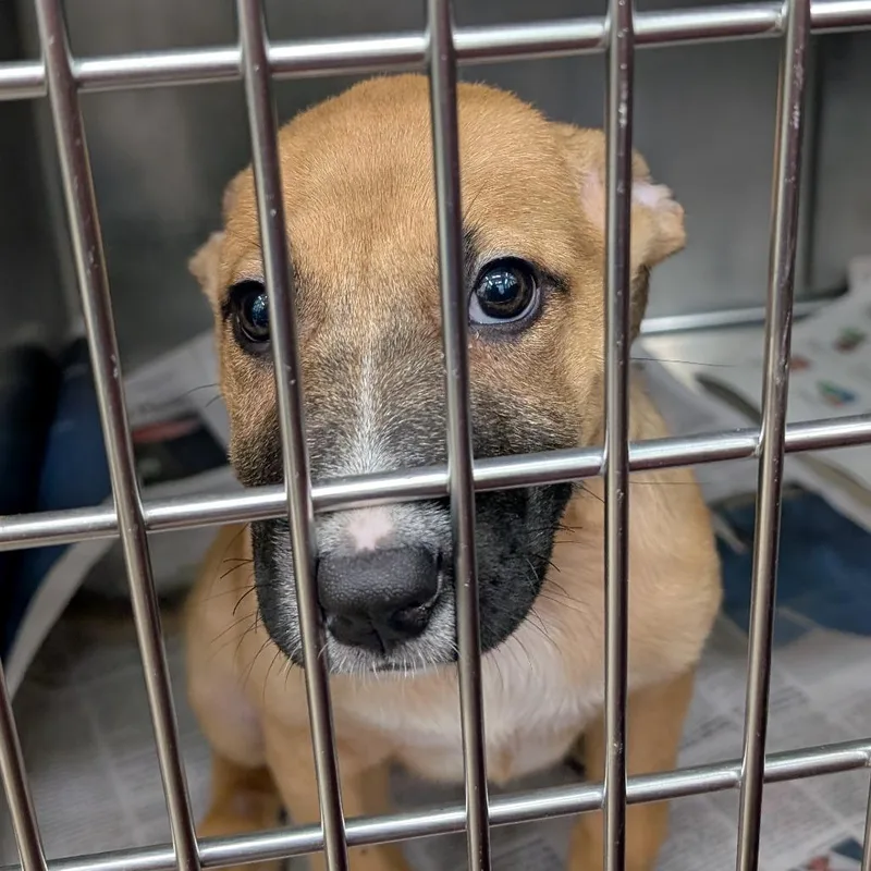 A baby medium-sized female Yellow / Tan / Blond / Fawn Mixed Breed dog named Naomi for adoption in Auburn, AL