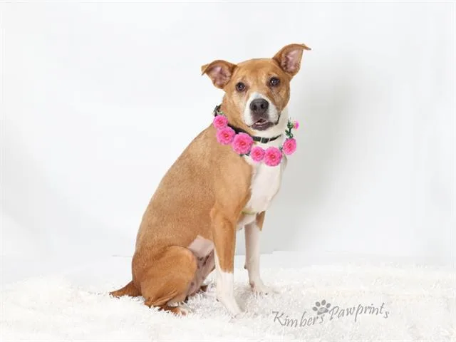 A senior medium-sized female Black Mouth Cur dog named Lexi for adoption in Omaha, NE