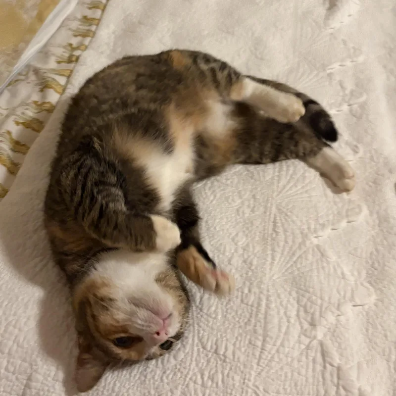 Cranberry thumbnail 2