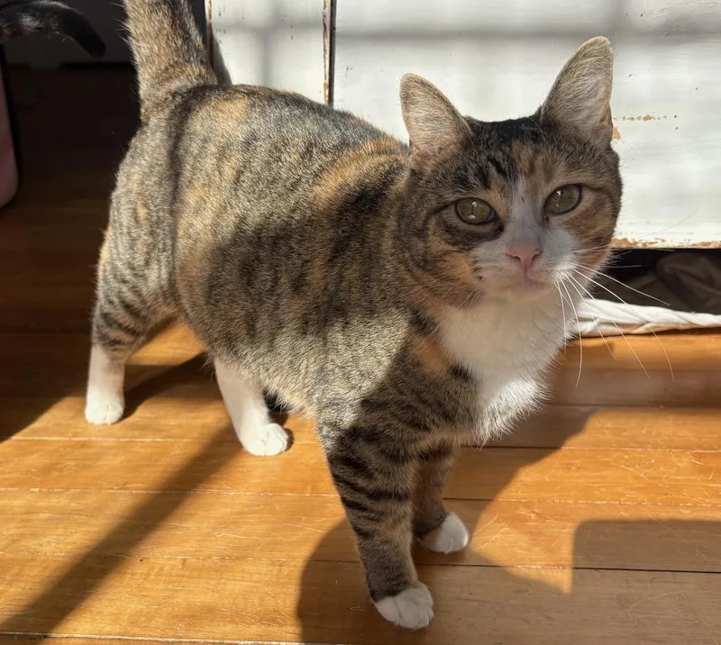 Cranberry thumbnail 3