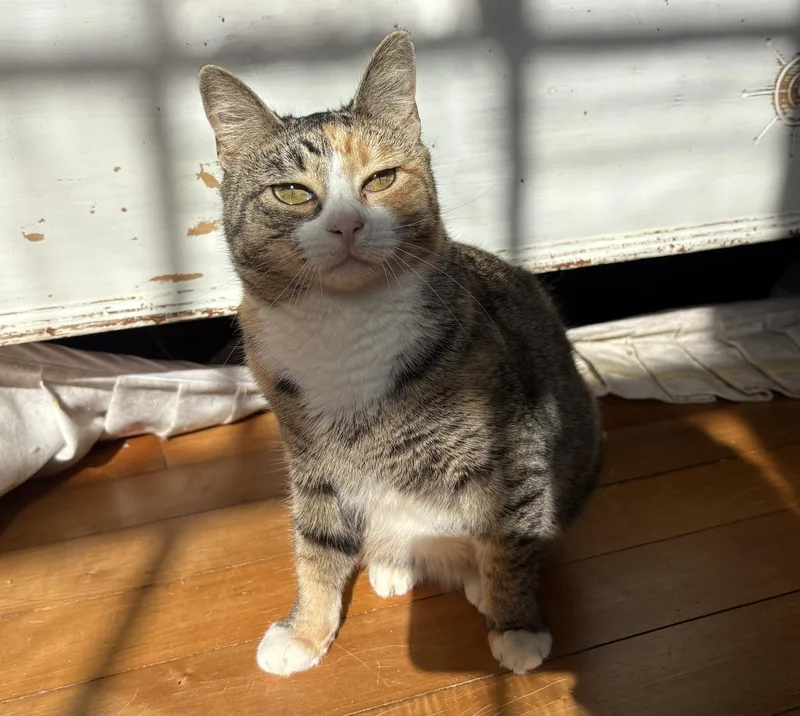 Cranberry thumbnail 4