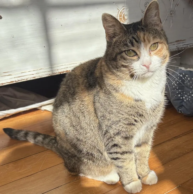 Cranberry thumbnail 5