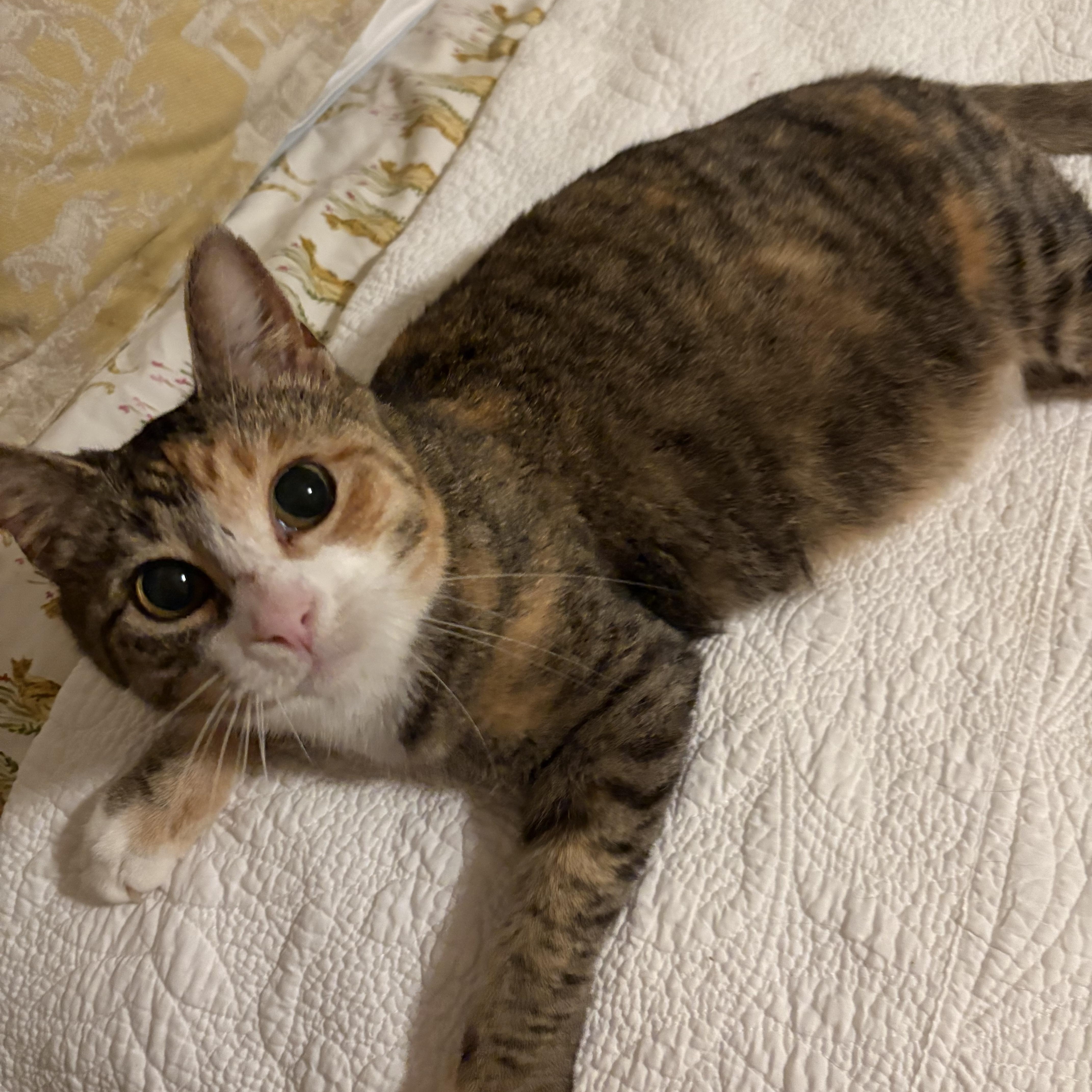 Cranberry thumbnail 6