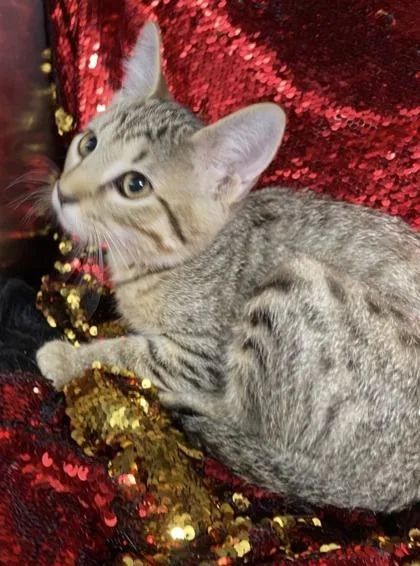 A baby small-sized male Domestic Short Hair cat named Snickers @ PetSmart Conway for adoption in Conway, SC