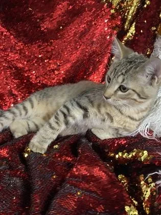 Snickers @ PetSmart Conway thumbnail 3