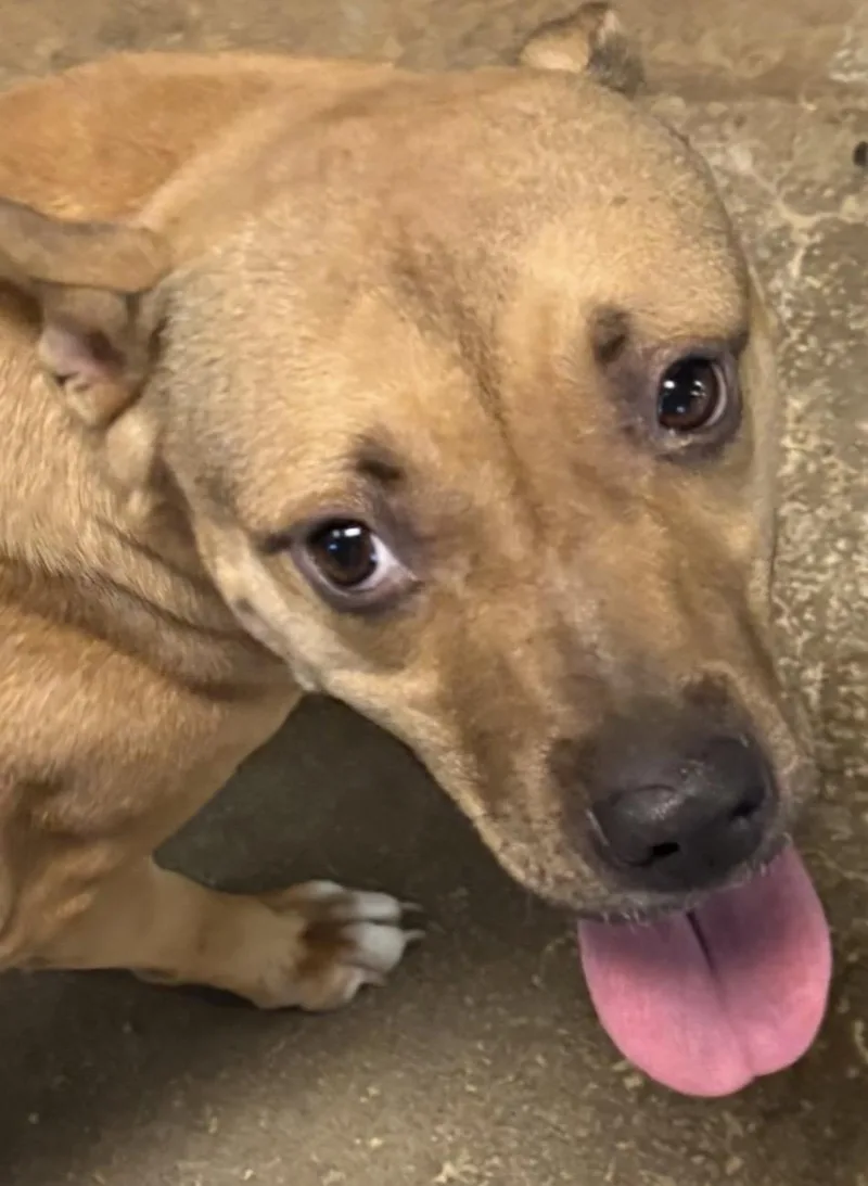 A young medium-sized female Brown / Chocolate Terrier dog named Charroh HOLD for adoption in Canton, OH