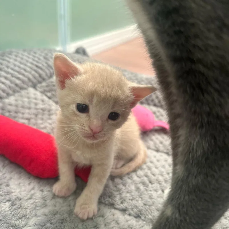 Pendanski thumbnail 3