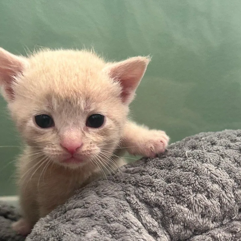 Pendanski thumbnail 4