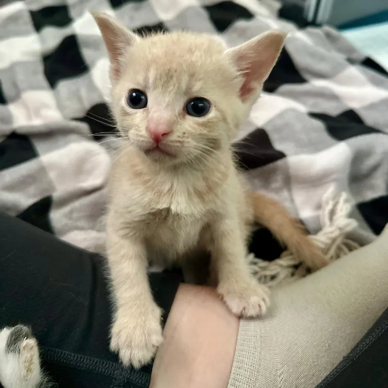 Pendanski thumbnail 5