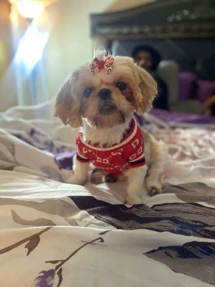 An adult small-sized female Shih Tzu dog named Honey for adoption in Savannah, GA