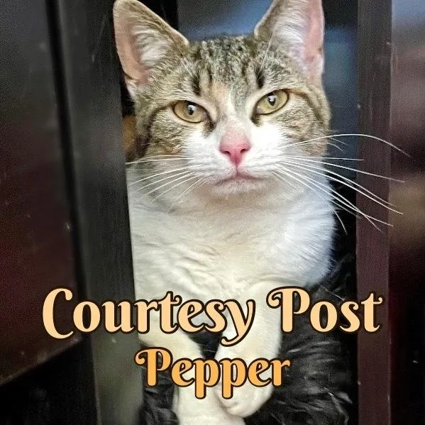 Pepper