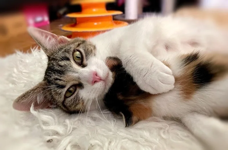 Pepper thumbnail 4