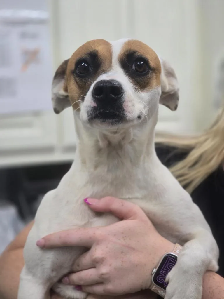 An adult medium-sized female Jack Russell Terrier dog named Splenda stray hold until for adoption in Danielsville, GA