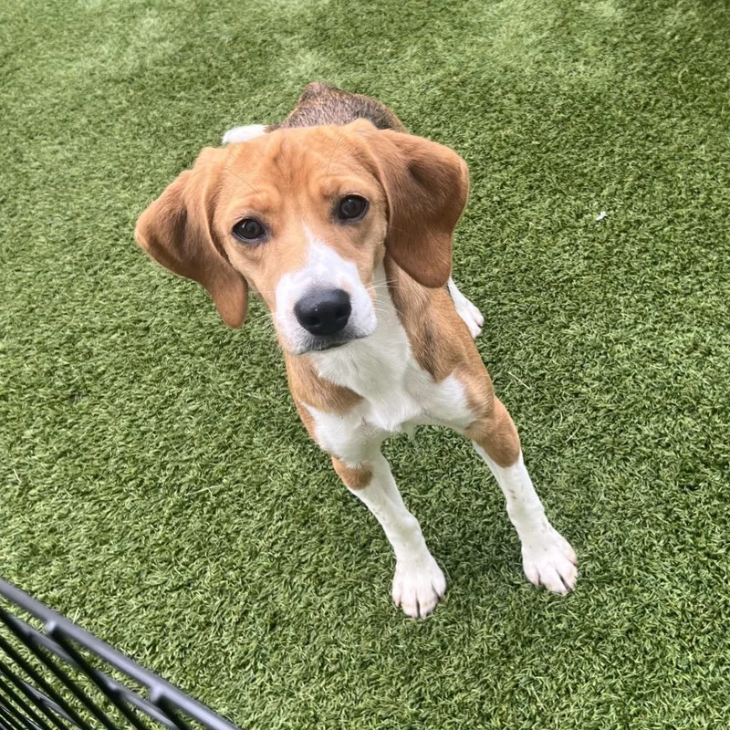 A young small-sized female Yellow / Tan / Blond / Fawn Beagle dog named Pebbles for adoption in LOXAHATCHEE, FL