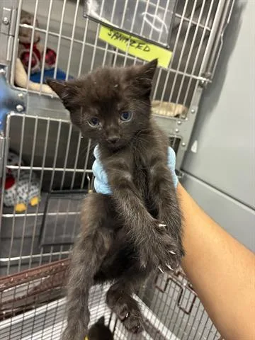 A baby small-sized male Domestic Medium Hair cat named Captain Crunch for adoption in San Martin, CA