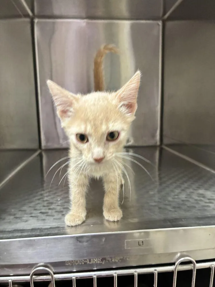 A baby small-sized female Domestic Short Hair cat named Pumpkin for adoption in Marietta, GA