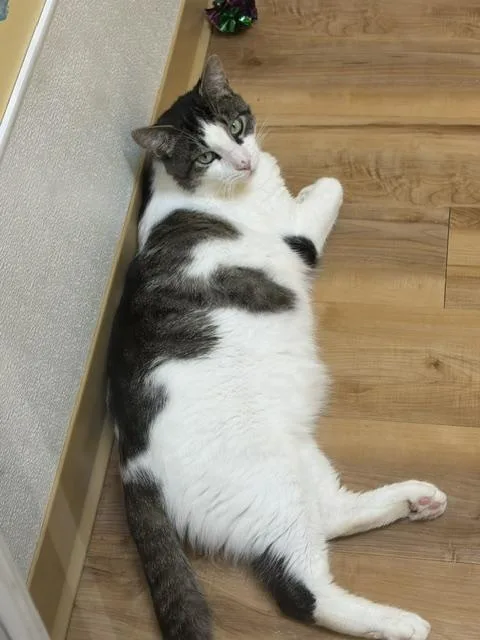 An adult large-sized male Domestic Short Hair cat named Big Ben for adoption in Towanda, PA