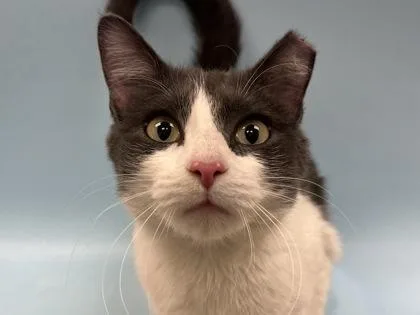 An adult small-sized female Domestic Short Hair cat named Belle for adoption in Woodbury, MN