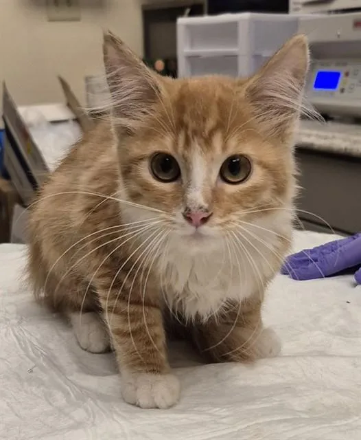A baby small-sized female Domestic Medium Hair cat named Farfalle for adoption in Lodi, CA