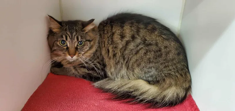 A young large-sized female Tabby (Gray / Blue / Silver) Maine Coon cat named Nyla Harper for adoption in HEMET, CA