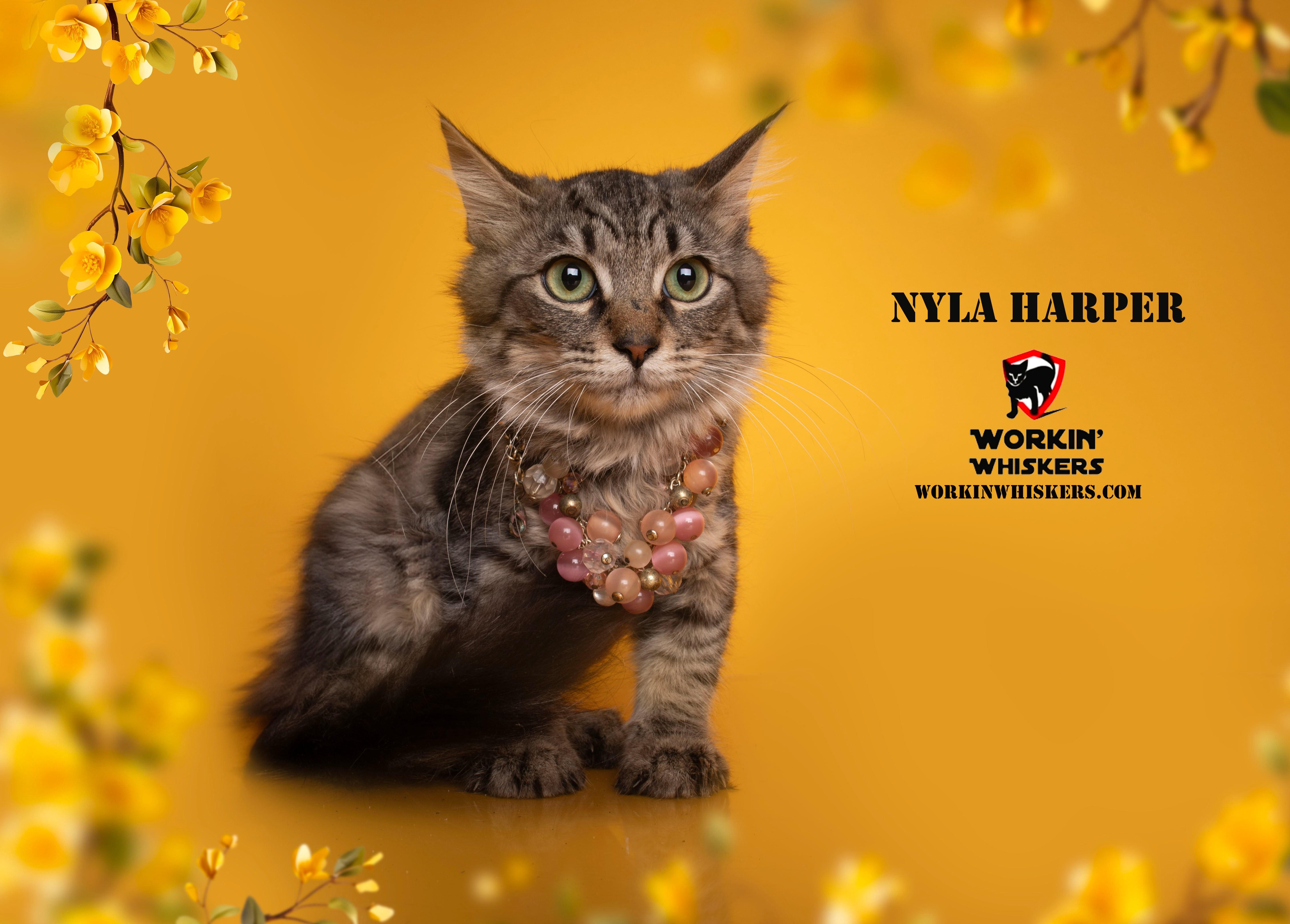 Nyla Harper thumbnail 3