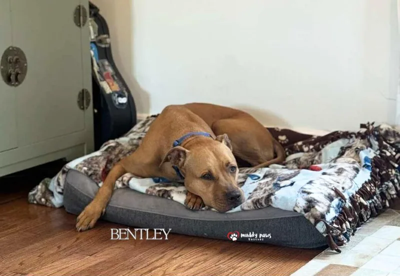 Bentley thumbnail 4