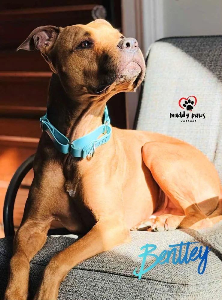Bentley thumbnail 5
