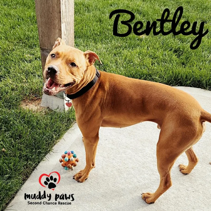 Bentley thumbnail 6