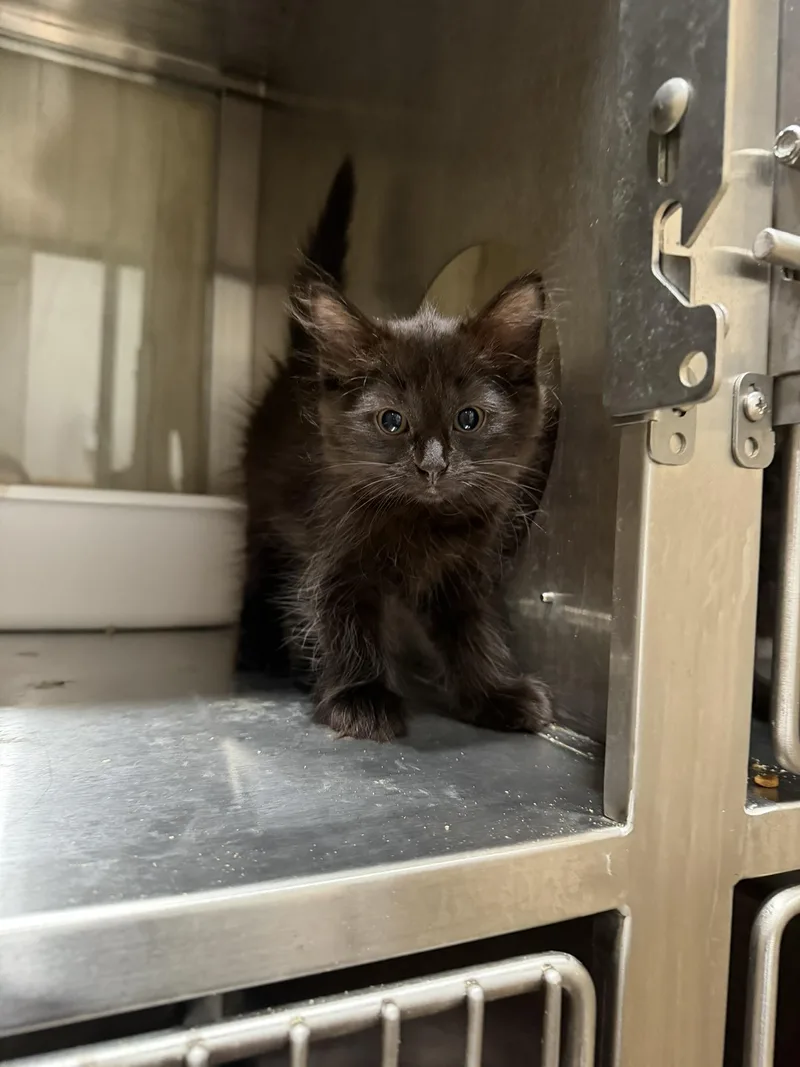 A baby small-sized female Black Domestic Long Hair cat named Meenie for adoption in Bryson City, NC