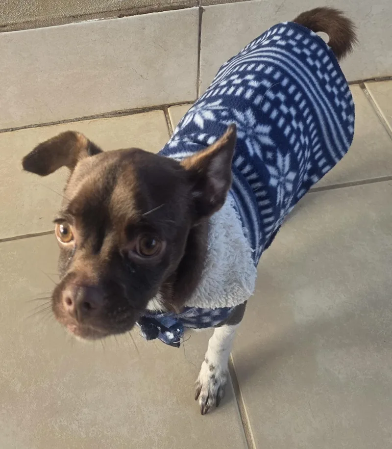 Chocolate thumbnail 2