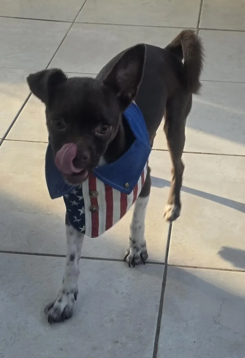 Chocolate thumbnail 3