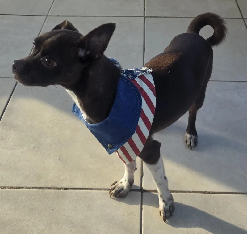 Chocolate thumbnail 4