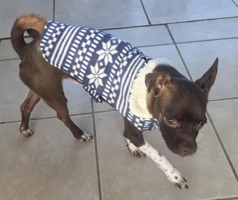 Chocolate thumbnail 5