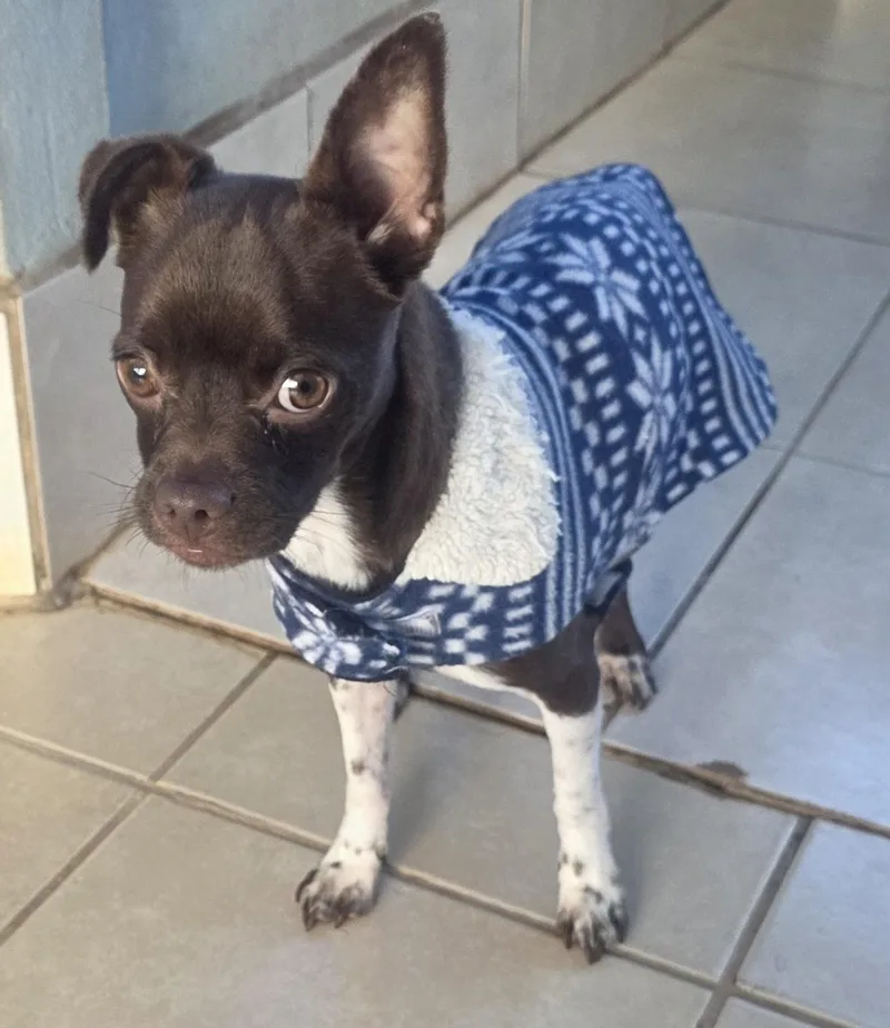 Chocolate thumbnail 6