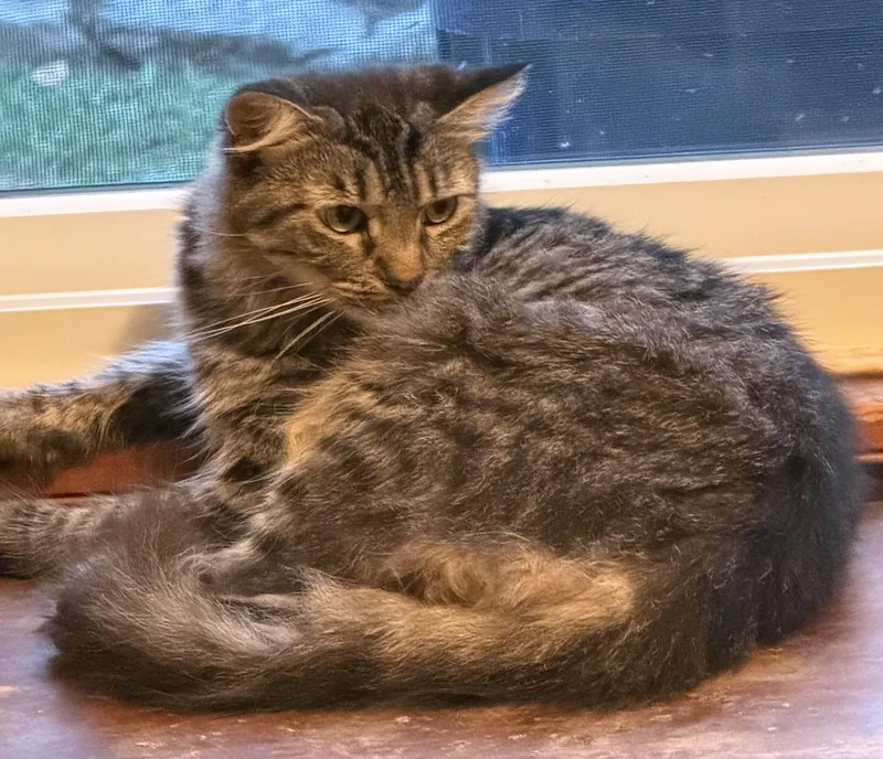 A young large-sized female Maine Coon cat named Penny for adoption in Churchville, PA