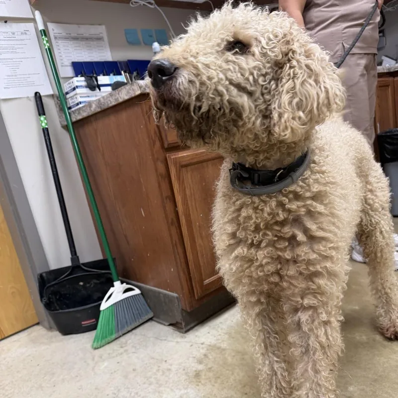 An adult large-sized male Golden Standard Poodle dog named Bud U for adoption in Tupelo, MS