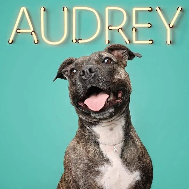 Audrey thumbnail 3