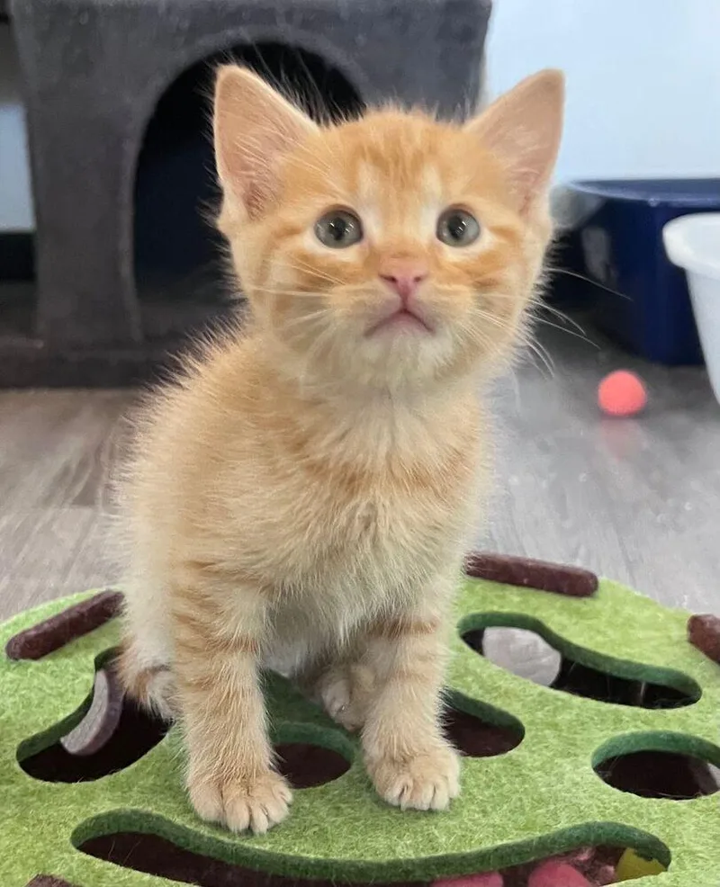 A baby small-sized male Tabby (Orange / Red) Domestic Short Hair cat named Nalo for adoption in McPherson, KS