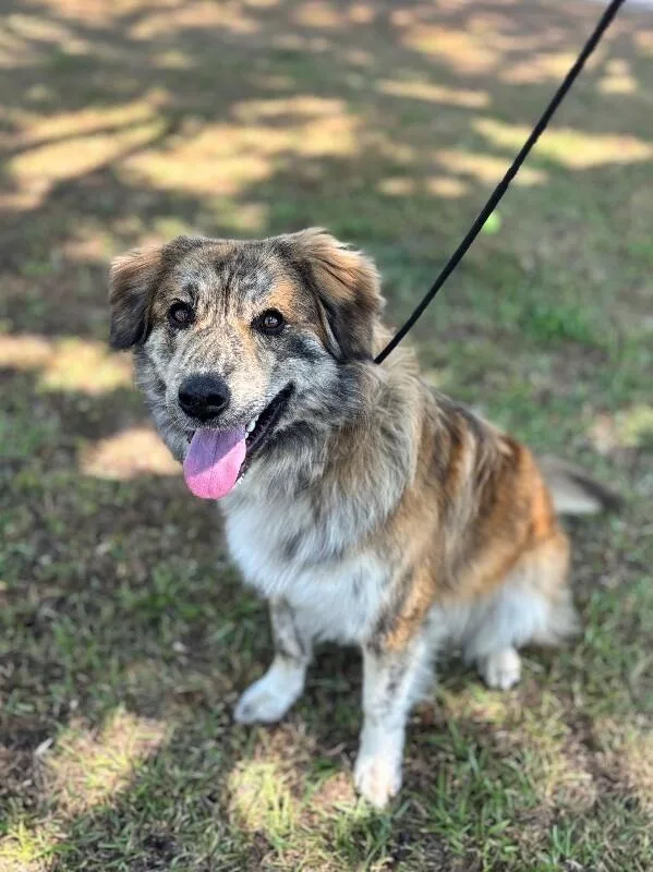 An adult large-sized male Brindle Golden Retriever dog named Hank for adoption in Aiken, SC