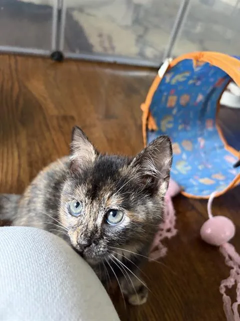 A baby small-sized female Domestic Short Hair cat named Mocha for adoption in Charlotte, NC