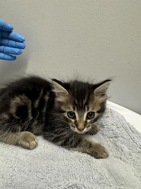 A baby small-sized male Domestic Medium Hair cat named Onsie for adoption in Kent, WA