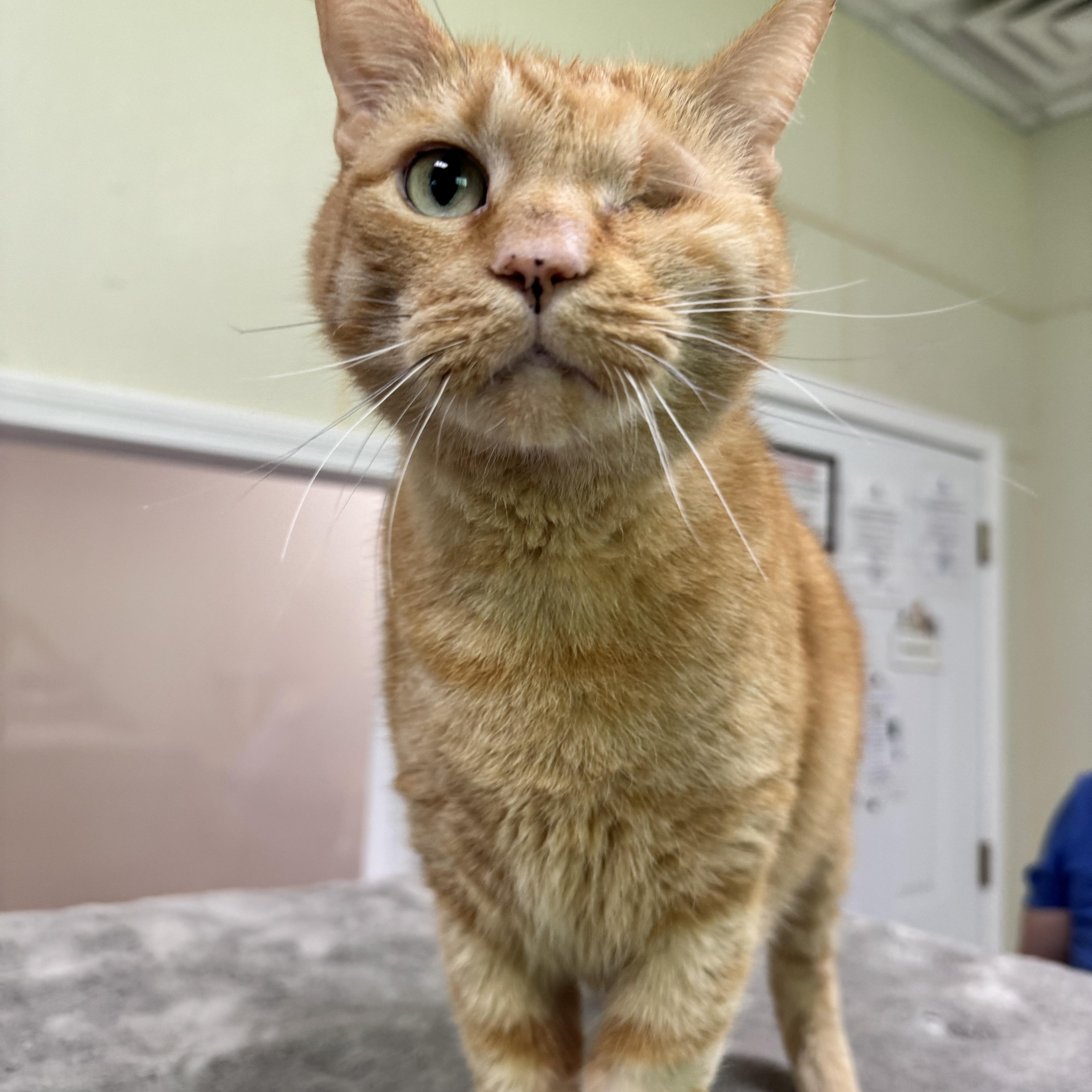 An adult large-sized male Domestic Short Hair cat named Oden for adoption in Binghamton, NY
