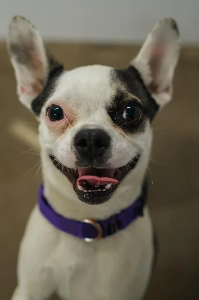 Sprinkles thumbnail 2