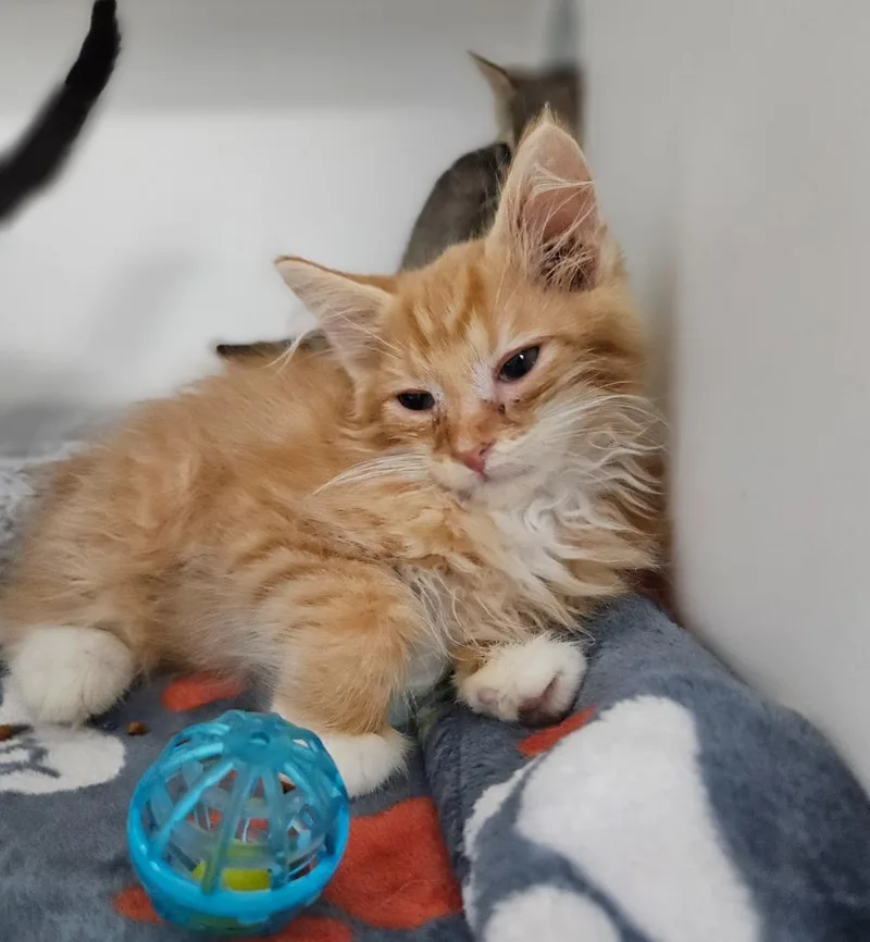 A baby medium-sized male Domestic Short Hair cat named Jacoby for adoption in Huntington, IN
