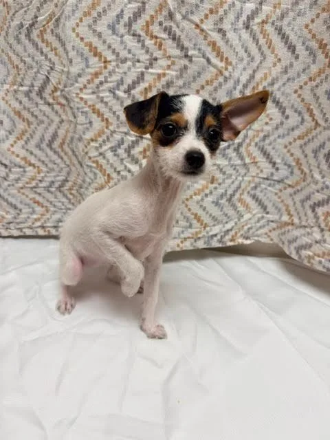 A baby medium-sized female Chihuahua dog named Isabella for adoption in Madison, GA