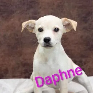 Daphne