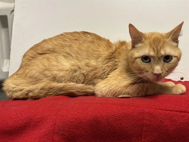 An adult medium-sized male Domestic Short Hair cat named Sunny for adoption in Sacramento, CA