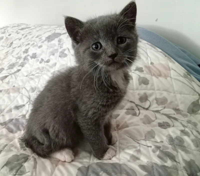 A baby medium-sized male Gray & White Domestic Short Hair cat named Grey for adoption in Southbury, CT